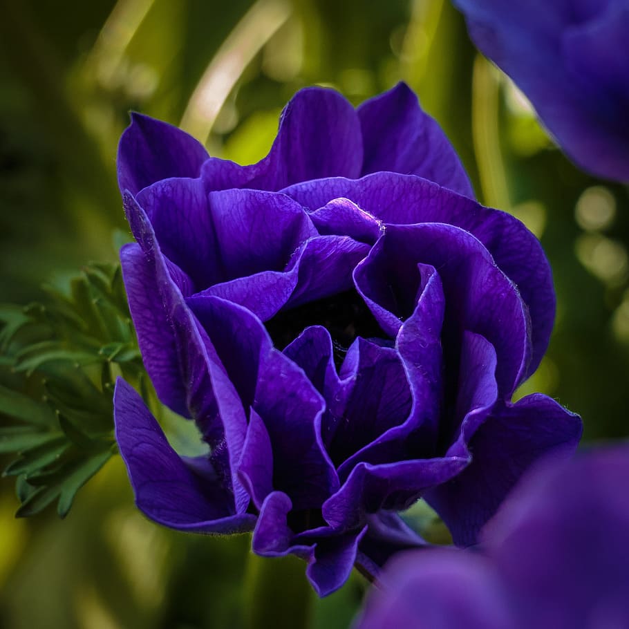 Flora, Flower, Nature, Spring, Garden, spring flower, blossom HD wallpaper