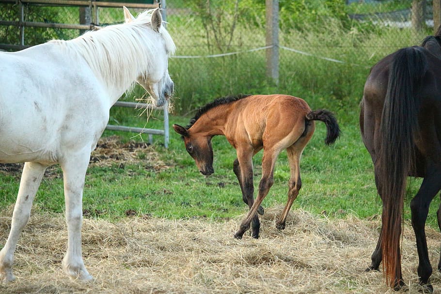 brown and black horse on brown hay, foal, suckling, brown mold HD wallpaper