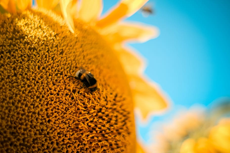 Bumble-Bee on the Sunflower, animals, bumblebee, close up, colorful, HD wallpaper