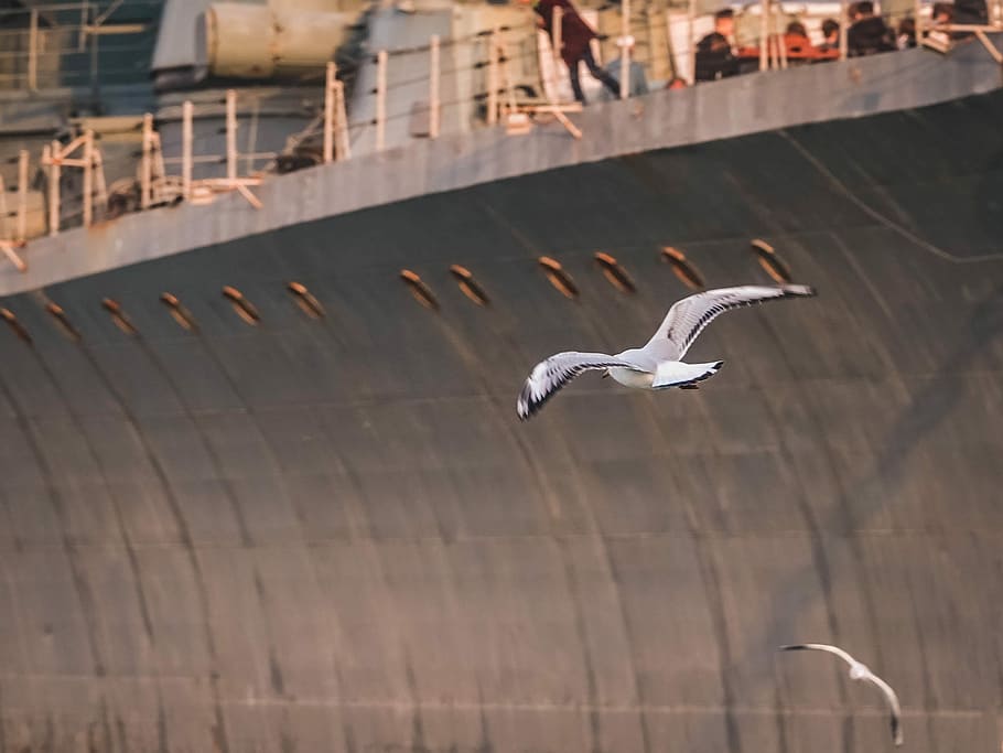 two flying birds beside gray concrete wall, two white seagulls flying HD wallpaper