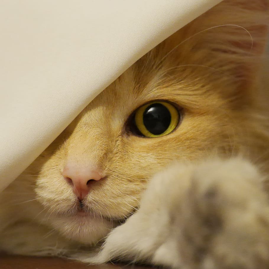 close up photo of orange tabby cat, norwegian forest cat, amber, HD wallpaper