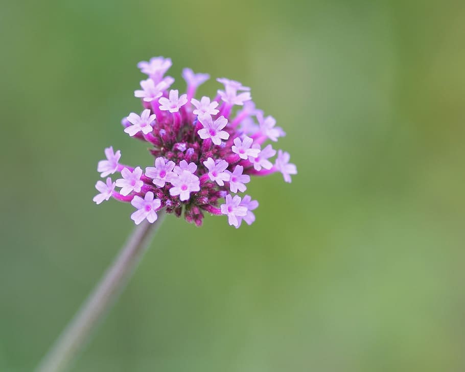 flower, pink, cluster, blur, macro, flowering plant, freshness HD wallpaper