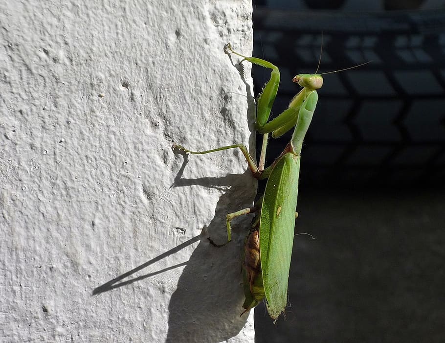 praying mantis, wall, noon, animals in the wild, animal themes HD wallpaper