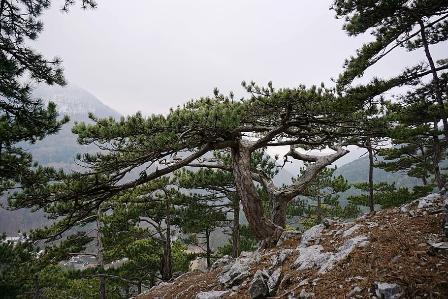Black Pine, Pinus Nigra, Conifer, tree, landscape, nature, austria HD wallpaper