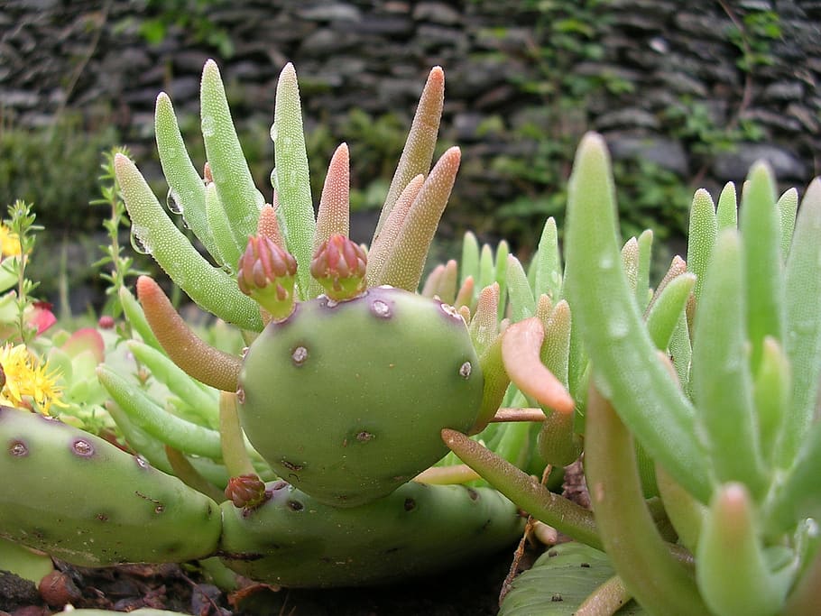 cactus, plant, nature, succulent plant, green color, growth HD wallpaper