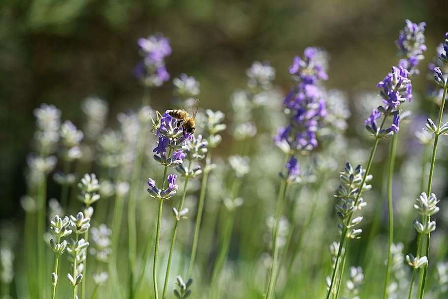bees on lavender flower, depth of field photography of bumble bee collecting nector on purple petaled flower HD wallpaper