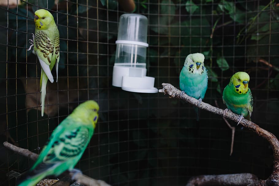 Cute colorful budgies in cage, pet, animal, sweet, bird, domestic
