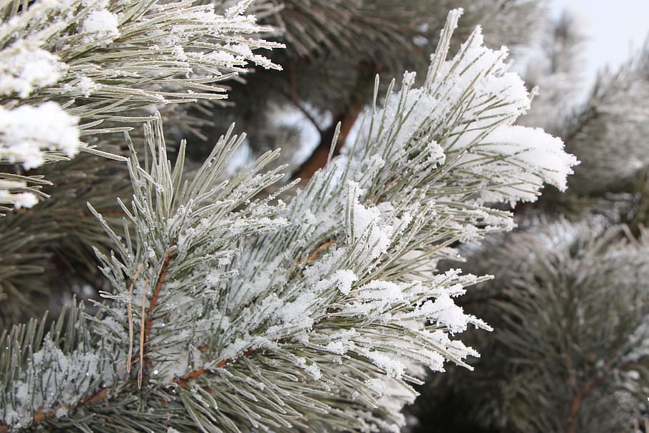 Frost, Spruce, Hard Rime, winter, snow, nature, christmas, cold - Temperature HD wallpaper