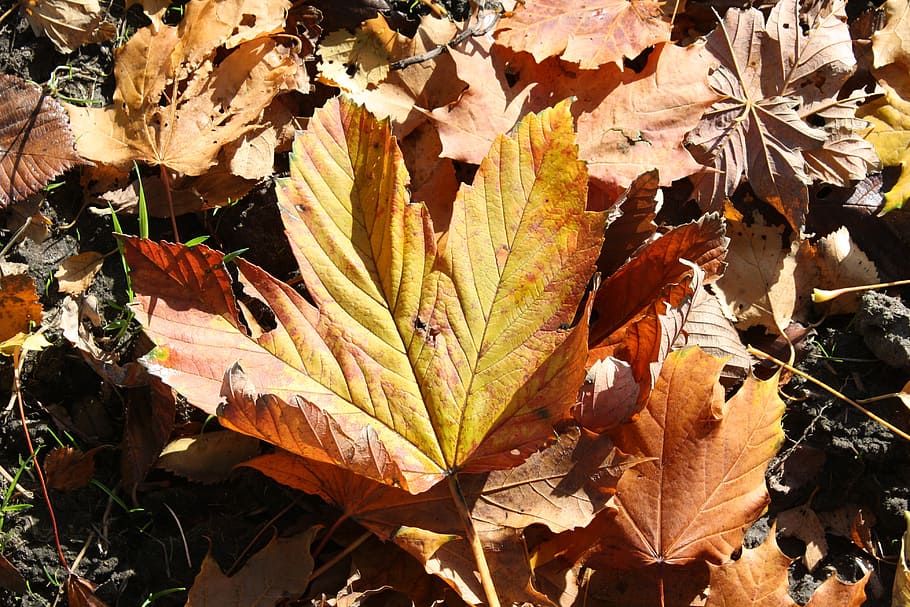 leaf, autumn, maple, tree, autumn leaves, nature, orange, red HD wallpaper