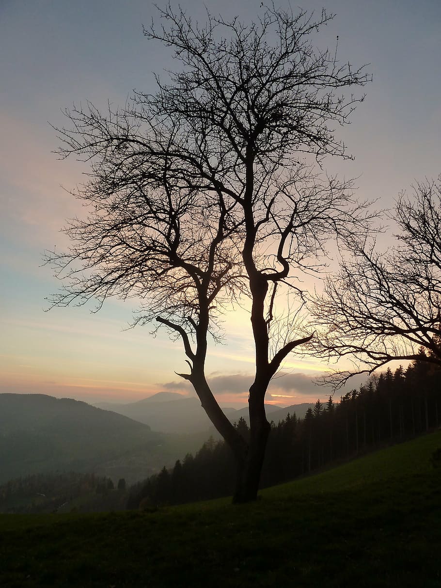 mourning, tree, autumn, nature, mood, cold, evening, landscape HD wallpaper