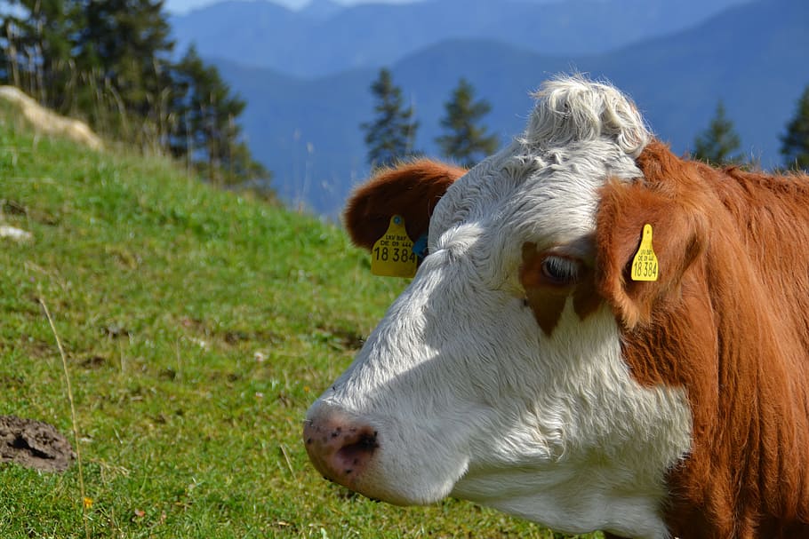 Cow, Milk, Milk Cow, Ruminant, Mammal, Alpine, pasture, head, HD wallpaper