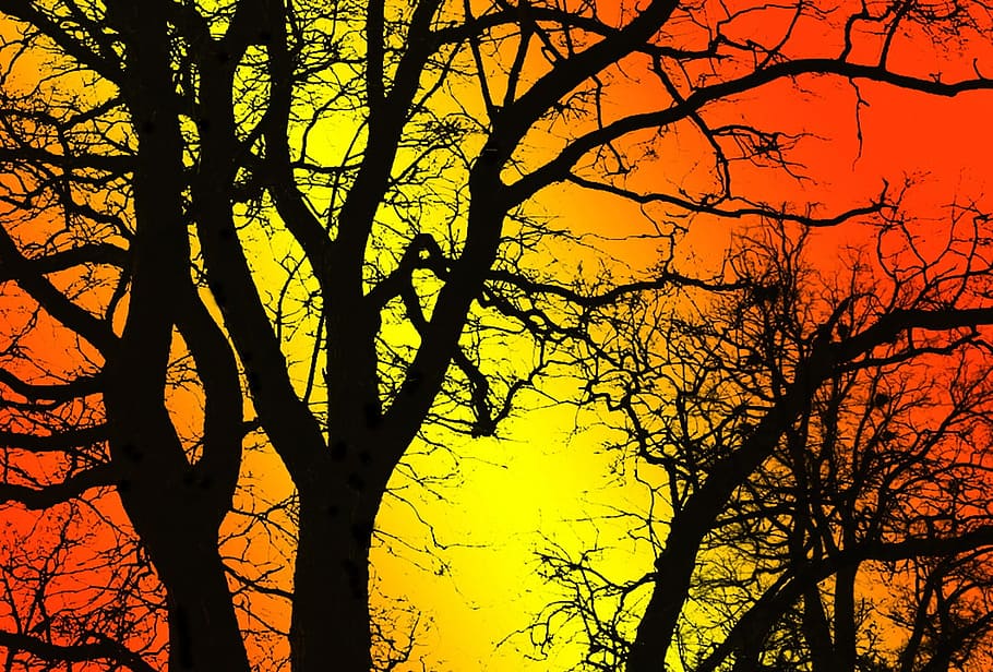 trees, silhouette, back light, organic, agriculture, outdoors HD wallpaper