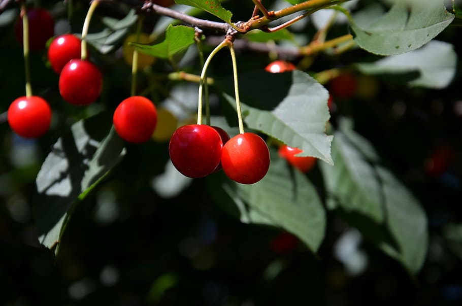 cherries, fruit, tree, hanging, nature, fresh, raw, organic HD wallpaper