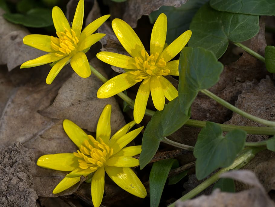 spring anemone, yellow, close, spring flower, macro, flowering plant HD wallpaper