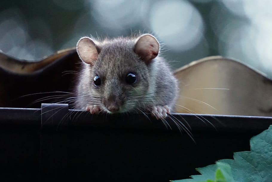 selective focus photography of gray mouse on platform, edible dormouse HD wallpaper