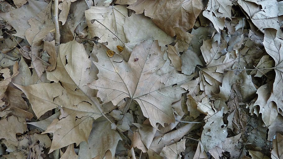 maple, autumn, leaves, texture, dry, leaf, nature, season, backgrounds HD wallpaper