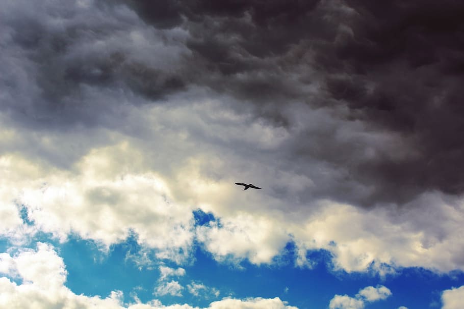 Clouds, Sky, Blue, Seagull, Fly, rain cloud, grey, dark, dark clouds HD wallpaper
