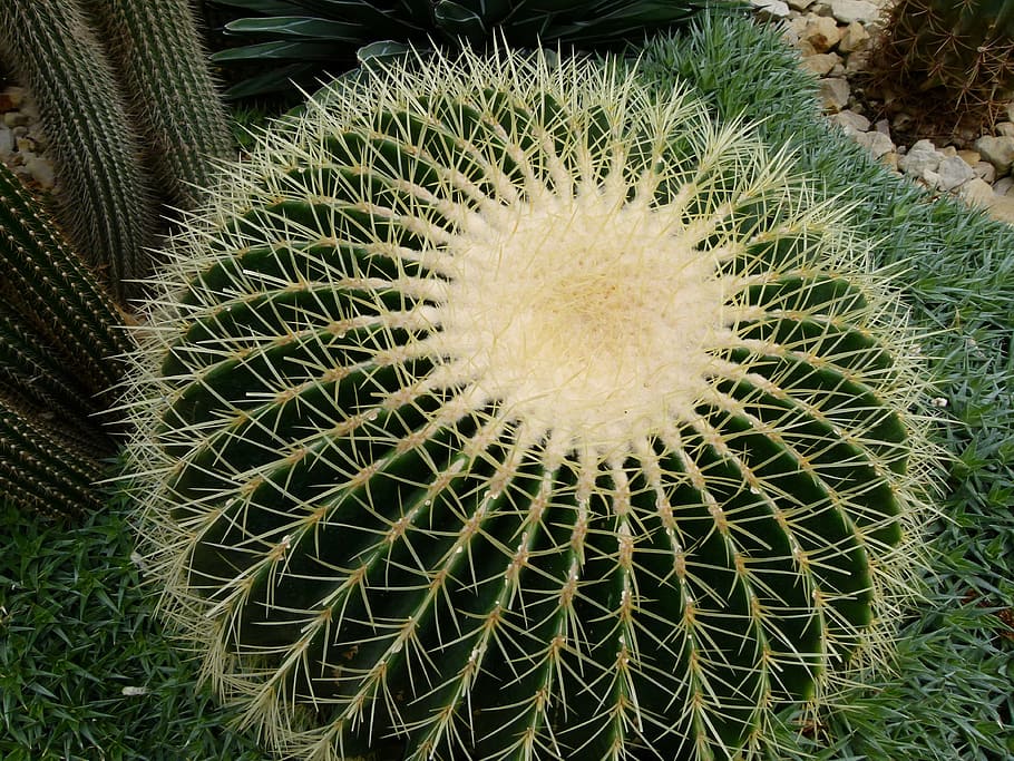 Cactus, Cacti, Plant, Sharp, Close-Up, macro, green, nature HD wallpaper