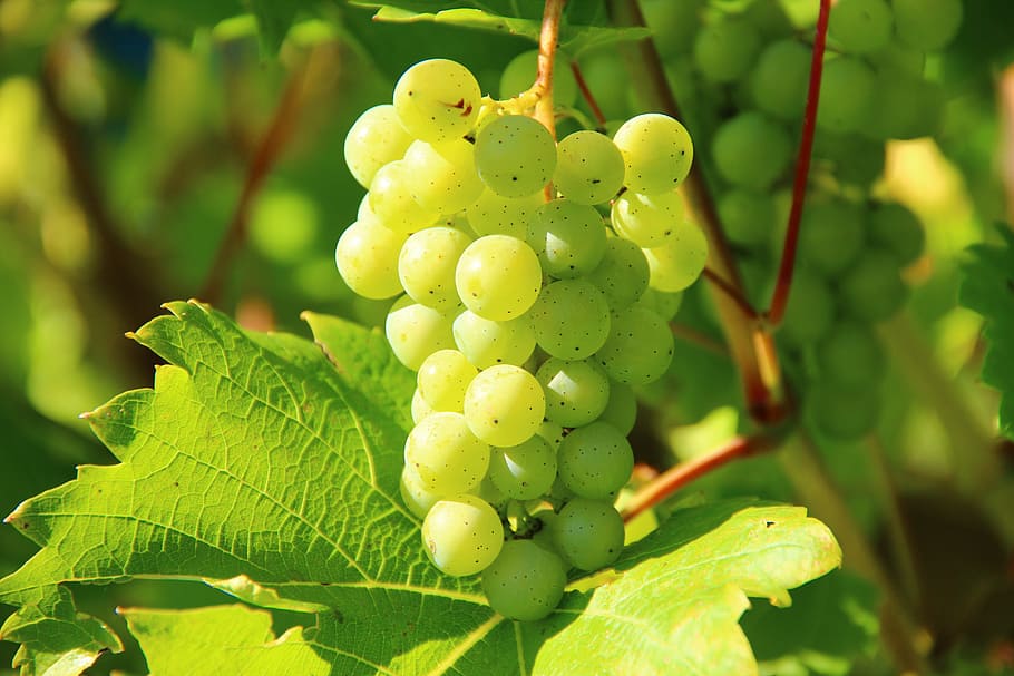 photography of green grape bunch, grapes, wine, fruit, vines