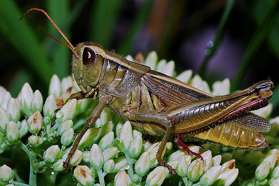 Green Grasshopper, animal, arthropod, bug, close-up, flower buds, HD wallpaper