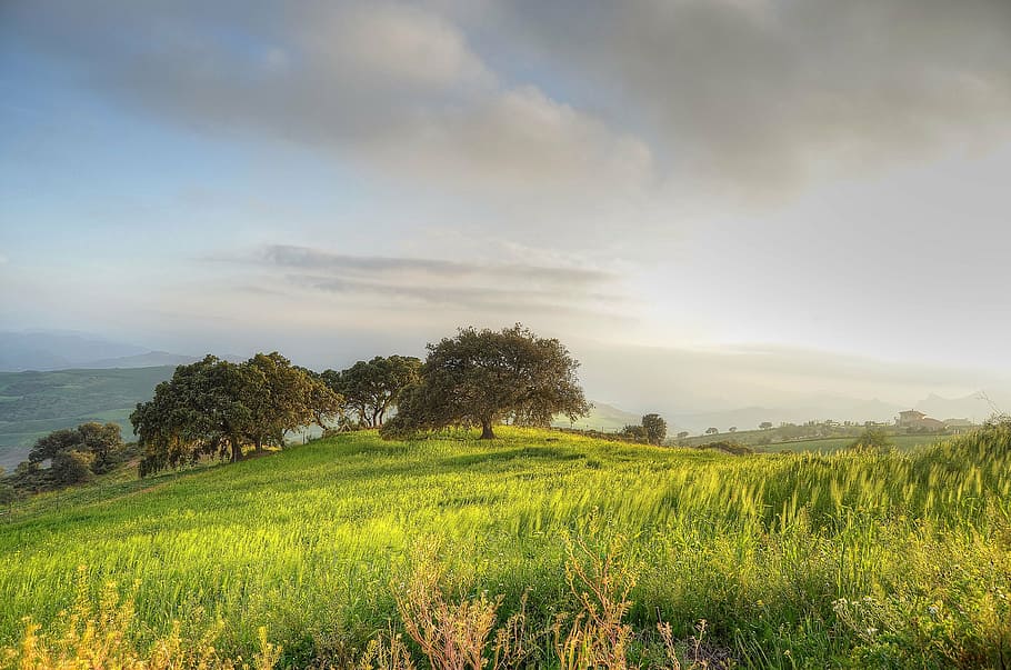 grass field during daytime, landscape, antequera, tree, nature HD wallpaper