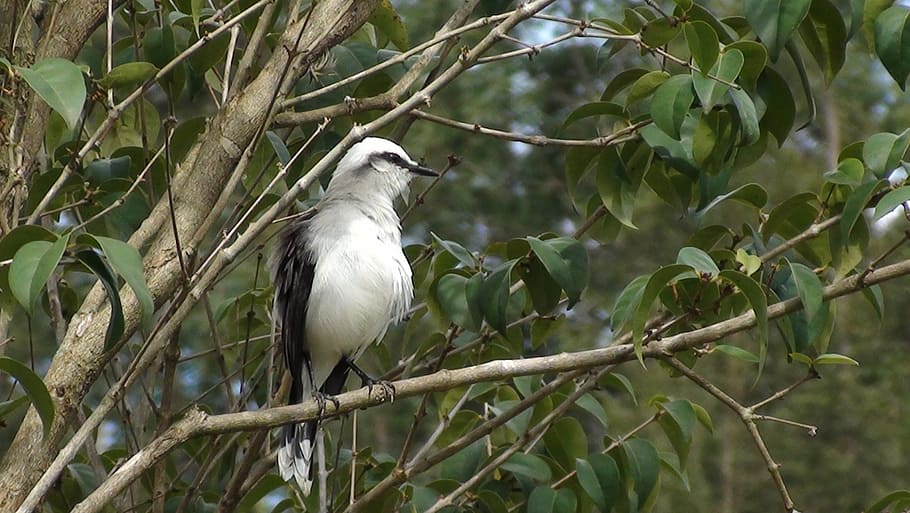 bird, tree, nature, flying, tropical birds, encyclopedia, environment HD wallpaper