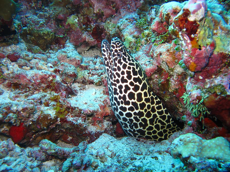 black and white moray eel