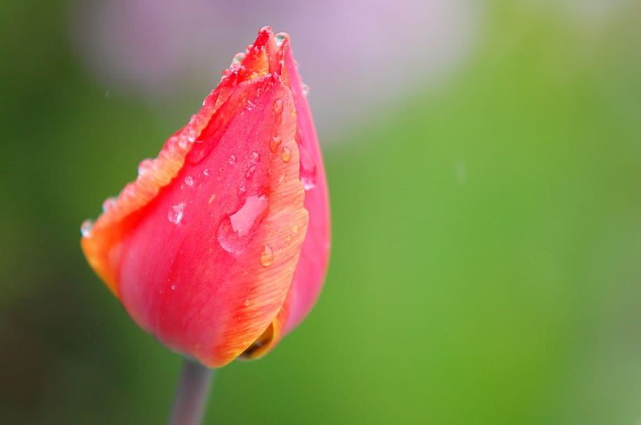 bloom, blossom, dew, flora, flower, macro, tulip, wet, freshness HD wallpaper