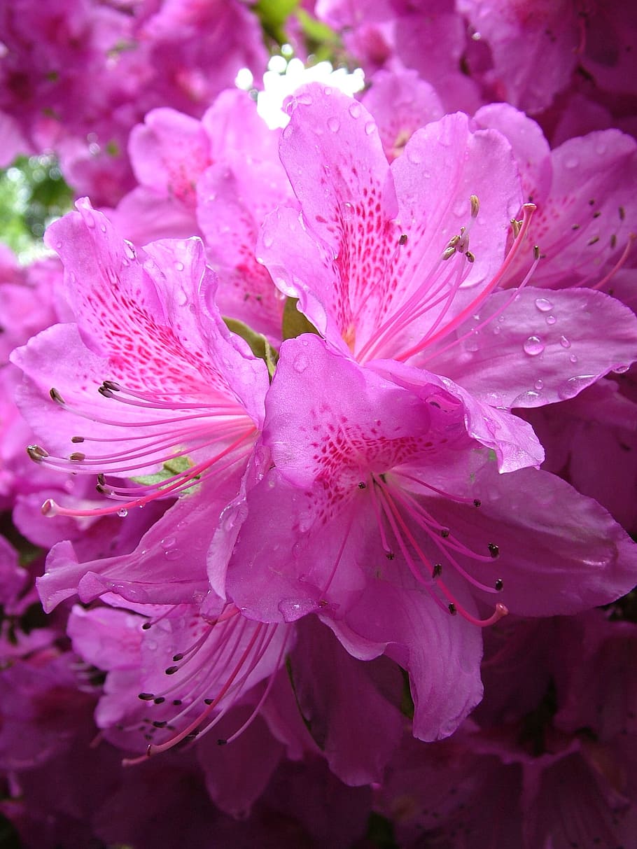 rhododendron, blossom, bloom, spring, flower, flowering plant HD wallpaper