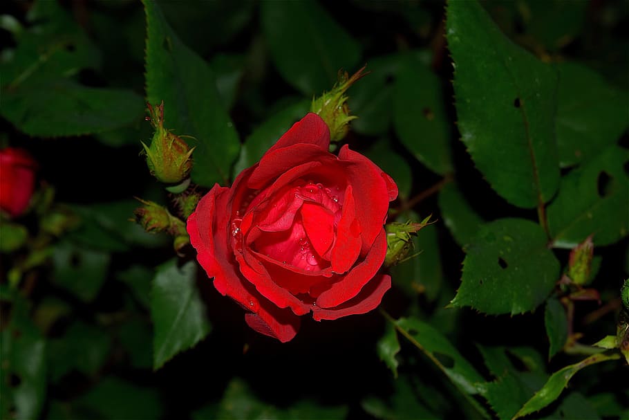 Red Rose, Dew, Green, Garden, rain, macro, floral, spring, blossom HD wallpaper