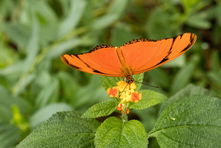 Butterfly, Insect, Close, Macro, plant, orange color, leaf HD wallpaper