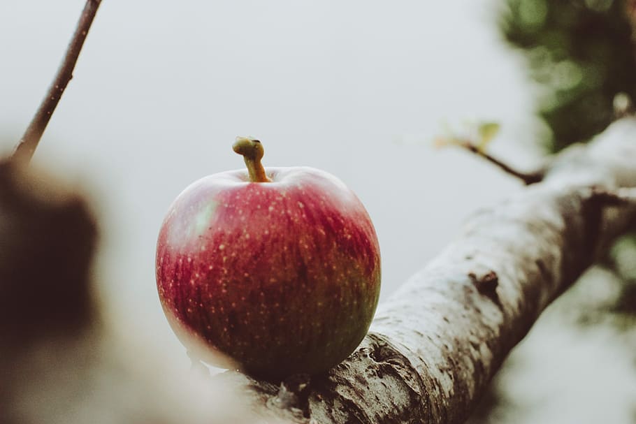 red apple on tree branch, ripe apple, fruit, depth of field, food and drink HD wallpaper