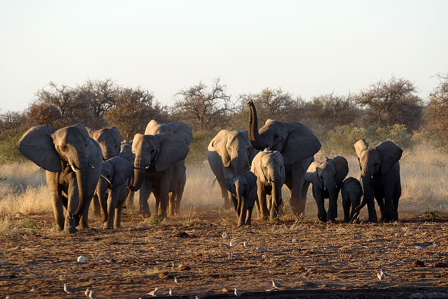 park, etosha, namibia, animal themes, animals in the wild, mammal HD wallpaper