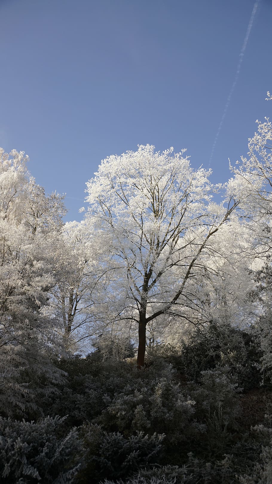 treetop, sky, blue, white, winter, ice, snow, crystal, frost HD wallpaper
