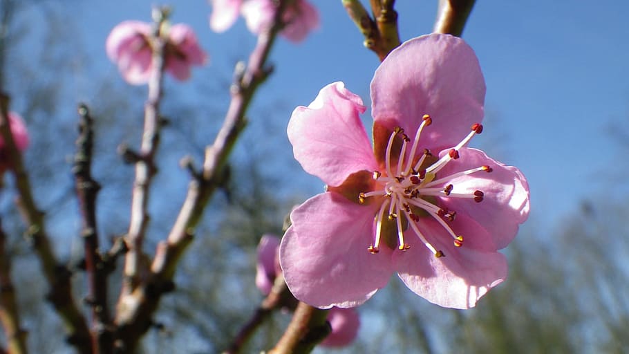 Flower, Pink, Nectarine, Spring, sky, flowering, nature, petal HD wallpaper
