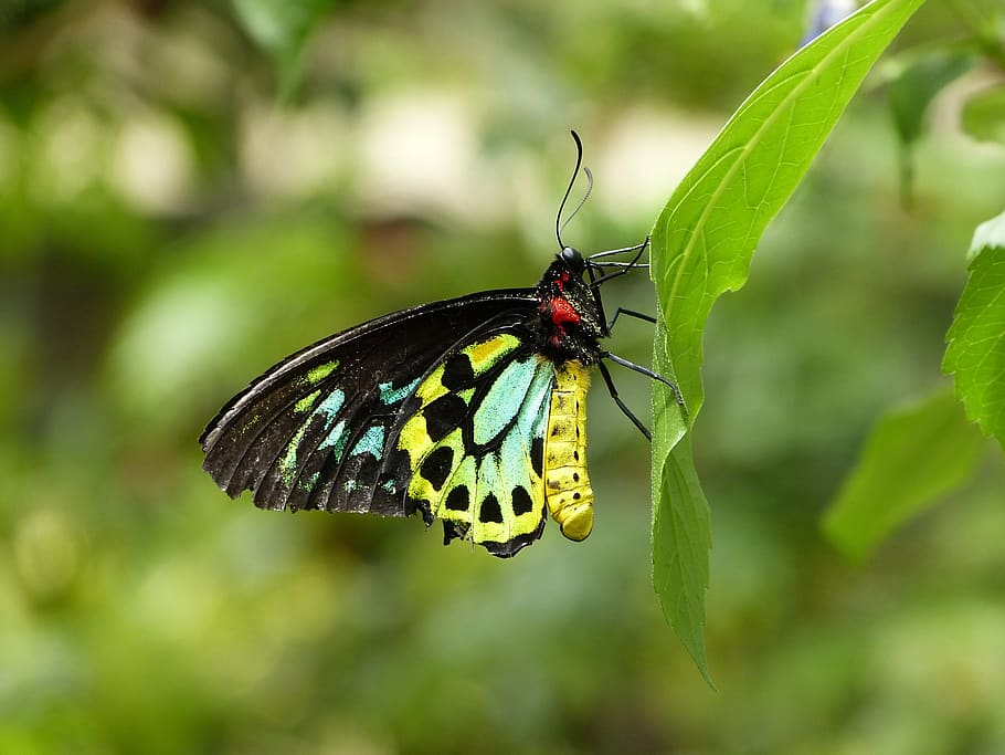 nature, insect, butterfly, animal wildlife, animal themes, invertebrate HD wallpaper