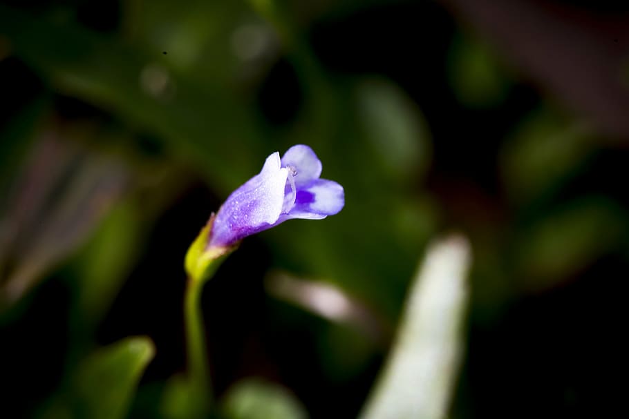 flower, background, natural, nice, green, background images HD wallpaper