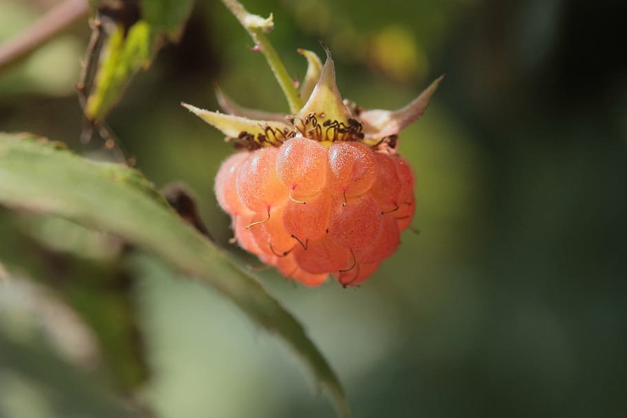 raspberry, fruit, plant, red, vitamins, sweet, close, nature HD wallpaper