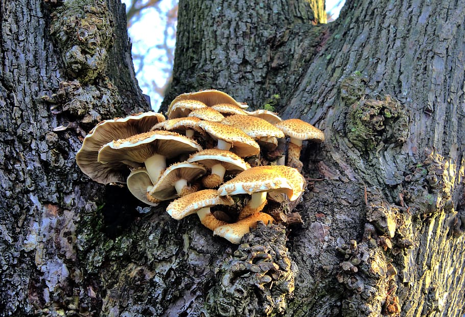 Mushroom, Tree, Nature, Forest, Season, autumn, brown, fresh HD wallpaper