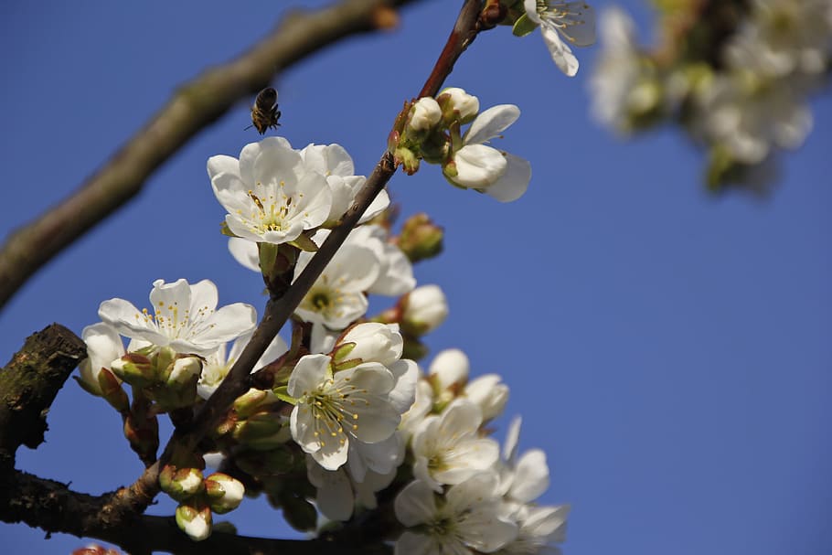 flower, bloom, cherry tree, fruit, blue, nature, plant, sunshine HD wallpaper