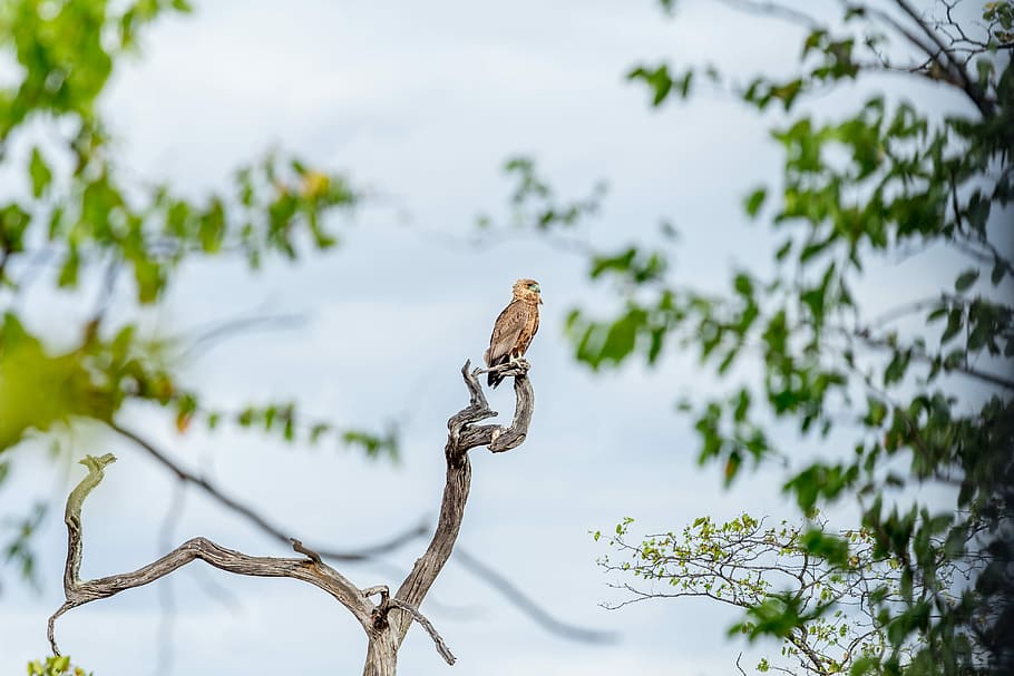 landscape photography of bird on tree branch, bird perching on twig at daytime HD wallpaper