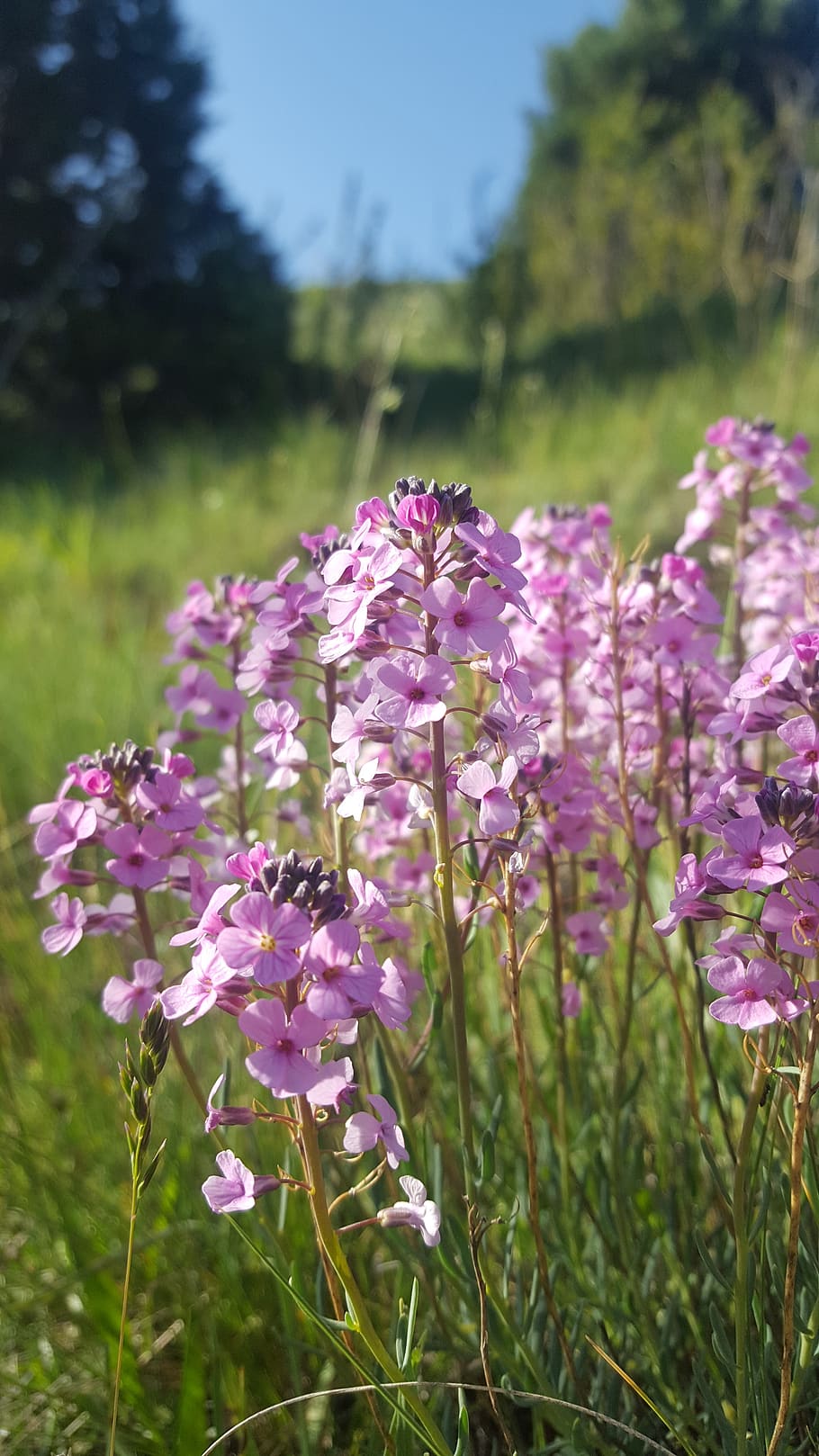 flower, open air, forest, flowering plant, vulnerability, fragility HD wallpaper