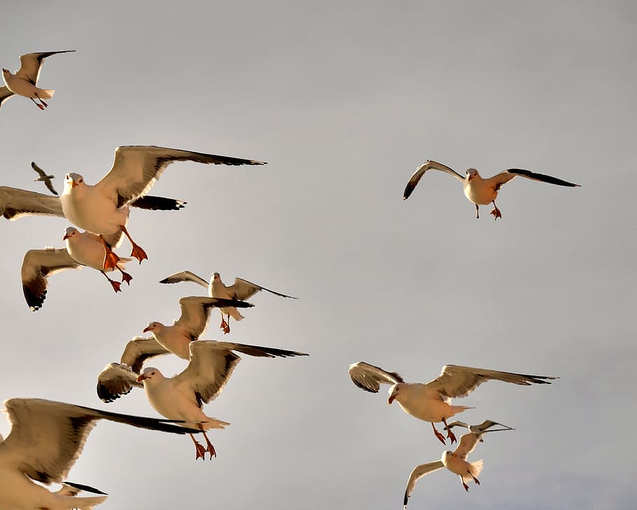 seagull, bird, flying, animal wildlife, animals in the wild HD wallpaper