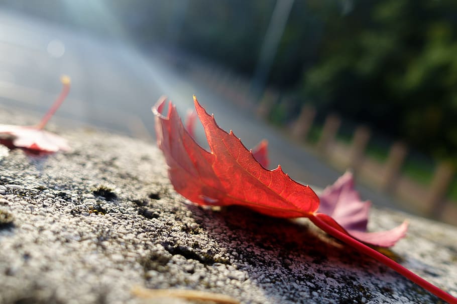 Leaf, Red, Tree, Light, autumn, ray, nature, outdoors, beauty In Nature HD wallpaper