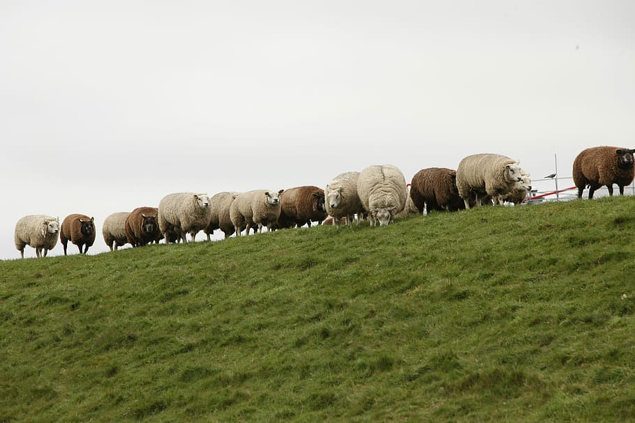 Sheep, Dike, Dyke, Wool, sheep on dyke, north sea, pasture HD wallpaper