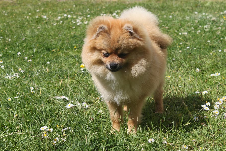 spitz miniature, dog, animals, grass, one animal, animal themes HD wallpaper