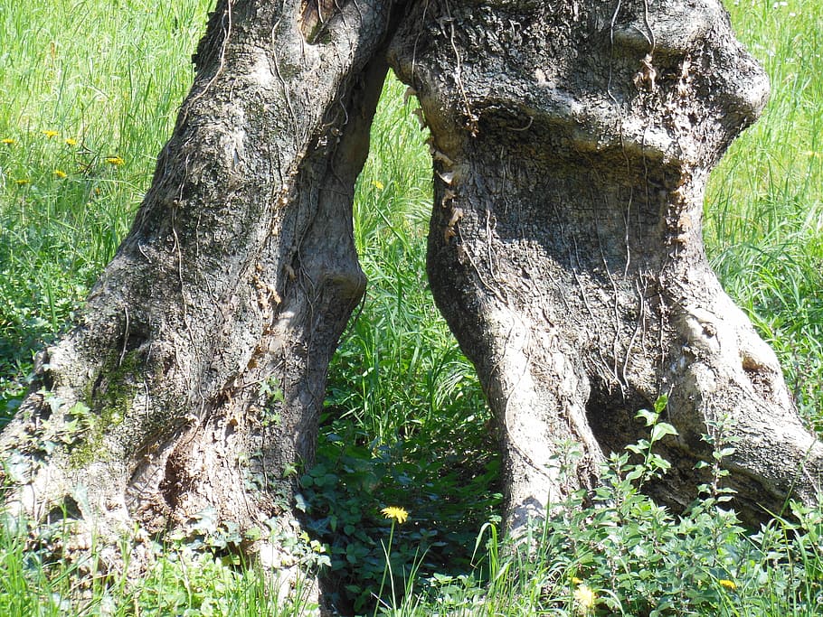olive tree, olive root, log, malcesine, gnarled, old tree, italy HD wallpaper