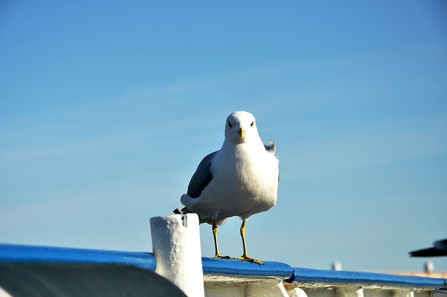 seagull, blue-sky, bird, standing, looking-at-camera, still HD wallpaper