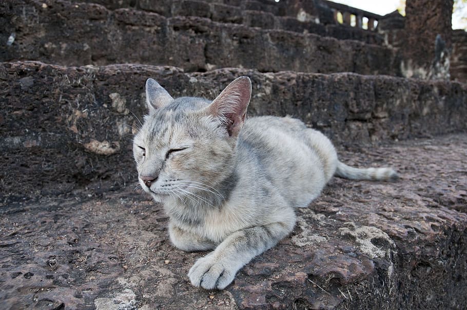 Cat, Cat, Rock, sleeping cat, domestic Cat, pets, animal, feline HD wallpaper