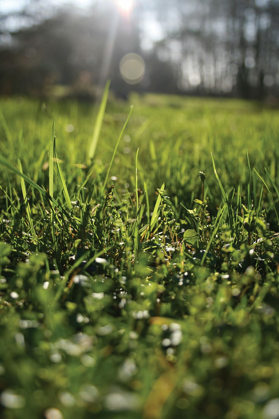 nature, rush, grass, green, spring, garden, glade, plant, selective focus HD wallpaper
